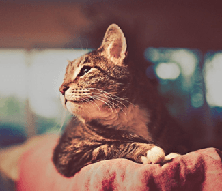 低空無人機(jī)測繪:高效、精確、廣泛應(yīng)用的新興技術(shù)